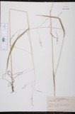 A photograph of the species Festuca nutans, not of this specimen