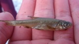 A photograph of the species Notemigonus crysoleucas, not of this specimen