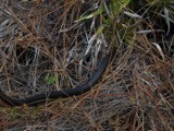 A photograph of the species Coluber constrictor, not of this specimen