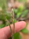 A photograph of the species Carex torta, not of this specimen
