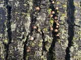 A photograph of the species Mycena corticola, not of this specimen