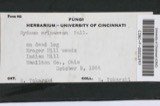 A photograph of the species Hydnum erinaceus, not of this specimen