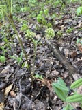 A photograph of the species Aralia nudicaulis, not of this specimen