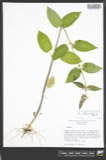 A photograph of the species Stachys cordata, not of this specimen