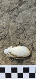 A photograph of the species Uniomerus tetralasmus, not of this specimen