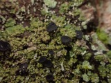 A photograph of the species Lopadium disciforme, not of this specimen