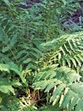 A photograph of the species Osmunda claytoniana, not of this specimen