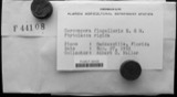 A photograph of the species Cercospora flagellaris, not of this specimen