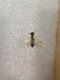 A photograph of the species Pamphilius Latreille, not of this specimen