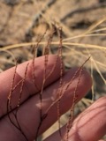 A photograph of the species Polygonella articulata, not of this specimen