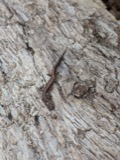 A photograph of the species Plethodon cinereus, not of this specimen