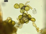 A photograph of the species Phaeoceros carolinianus, not of this specimen