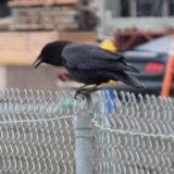 A photograph of the species Corvus brachyrhynchos, not of this specimen