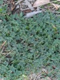 A photograph of the species Lupinus L., not of this specimen