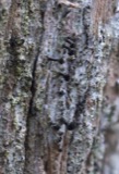 A photograph of the species Calicium lenticulare, not of this specimen