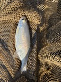 A photograph of the species Hiodon tergisus, not of this specimen