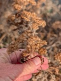 A photograph of the species Pluchea camphorata, not of this specimen