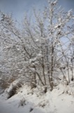 A photograph of the species Robinia L., not of this specimen