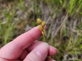 A photograph of the species Carex brevior, not of this specimen