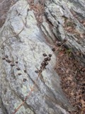 A photograph of the species Aureolaria flava, not of this specimen