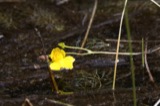 A photograph of the species Utricularia intermedia, not of this specimen