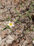 A photograph of the species Sida spinosa, not of this specimen