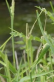 A photograph of the species Rhizoctonia DC., not of this specimen