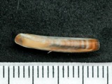 A photograph of the species Ensis directus, not of this specimen