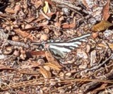 A photograph of the species Protographium marcellus, not of this specimen