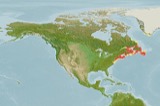 A photograph of the species Ammodytes americanus, not of this specimen