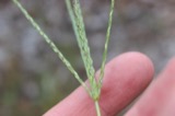 A photograph of the species Digitaria ischaemum, not of this specimen