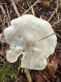 A photograph of the species Clitocybe odora, not of this specimen