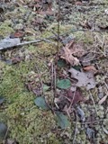 A photograph of the species Hieracium venosum, not of this specimen