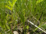 A photograph of the species Platanthera flava, not of this specimen