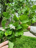 A photograph of the species Crataegus mollis, not of this specimen