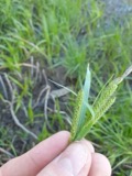 A photograph of the species Carex recta, not of this specimen