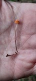 A photograph of the species Marasmius siccus, not of this specimen