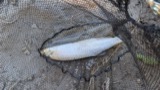 A photograph of the species Hiodon alosoides, not of this specimen