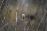A photograph of the species Empidonax minimus, not of this specimen