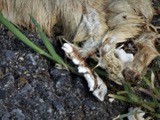 A photograph of the species Mustela frenata, not of this specimen