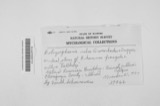 A photograph of the species Botryosphaeria ribis, not of this specimen