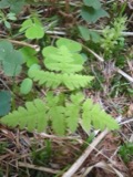 A photograph of the species Gymnocarpium dryopteris, not of this specimen