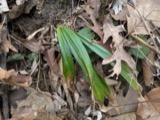 A photograph of the species Carex careyana, not of this specimen