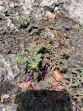 A photograph of the species Euphorbia vermiculata, not of this specimen