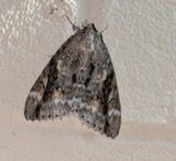 A photograph of the species Catocala marmorata, not of this specimen