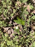 A photograph of the species Hydrastis canadensis, not of this specimen