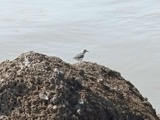 A photograph of the species Actitis macularius, not of this specimen