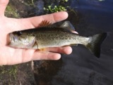 A photograph of the species Micropterus salmoides, not of this specimen