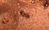 A photograph of the species Crematogaster Lund, not of this specimen