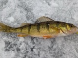 A photograph of the species Perca flavescens, not of this specimen
